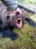 Нападение медведя в парке «Ергаки»